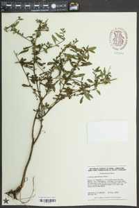 Ludwigia glandulosa image