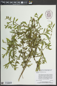 Ludwigia glandulosa image