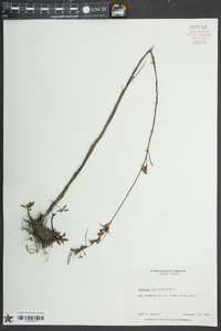 Ludwigia glandulosa image