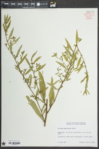 Ludwigia glandulosa image