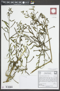 Ludwigia leptocarpa image