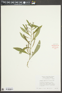 Ludwigia leptocarpa image