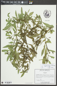 Ludwigia leptocarpa image