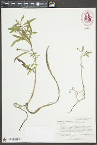 Ludwigia leptocarpa image