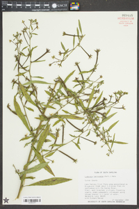 Ludwigia leptocarpa image