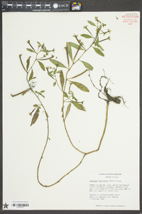 Ludwigia leptocarpa image