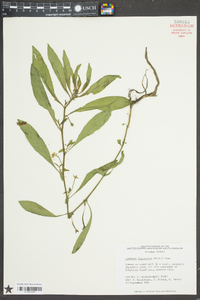 Ludwigia leptocarpa image