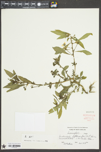 Ludwigia leptocarpa image