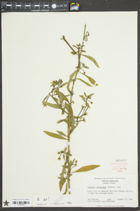 Ludwigia leptocarpa image