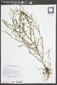 Ludwigia linearis image