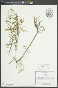 Ludwigia linearis image