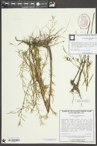Ludwigia linearis image