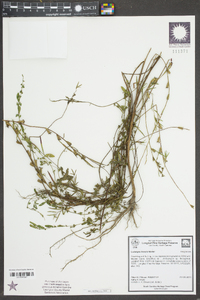 Ludwigia linearis image