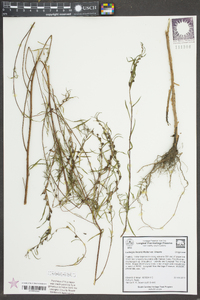 Ludwigia linearis var. linearis image