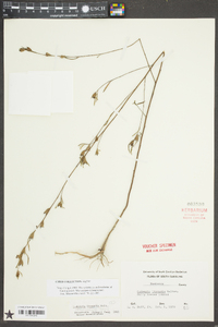 Ludwigia linearis image