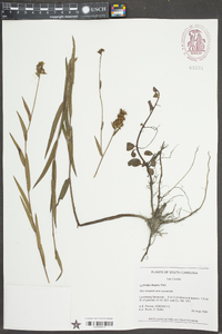 Ludwigia linearis image