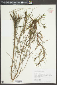 Ludwigia linearis image