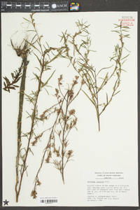 Ludwigia linearis image