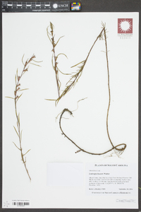 Ludwigia linearis image