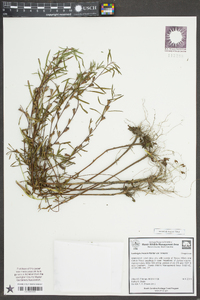 Ludwigia linearis var. linearis image