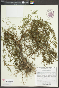 Ludwigia linearis image