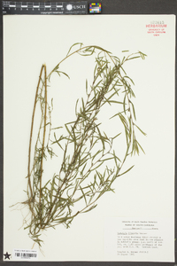 Ludwigia linearis image