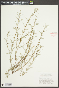 Ludwigia linearis image