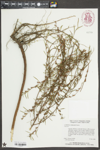 Ludwigia linearis image