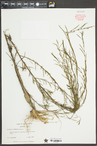 Ludwigia linearis image