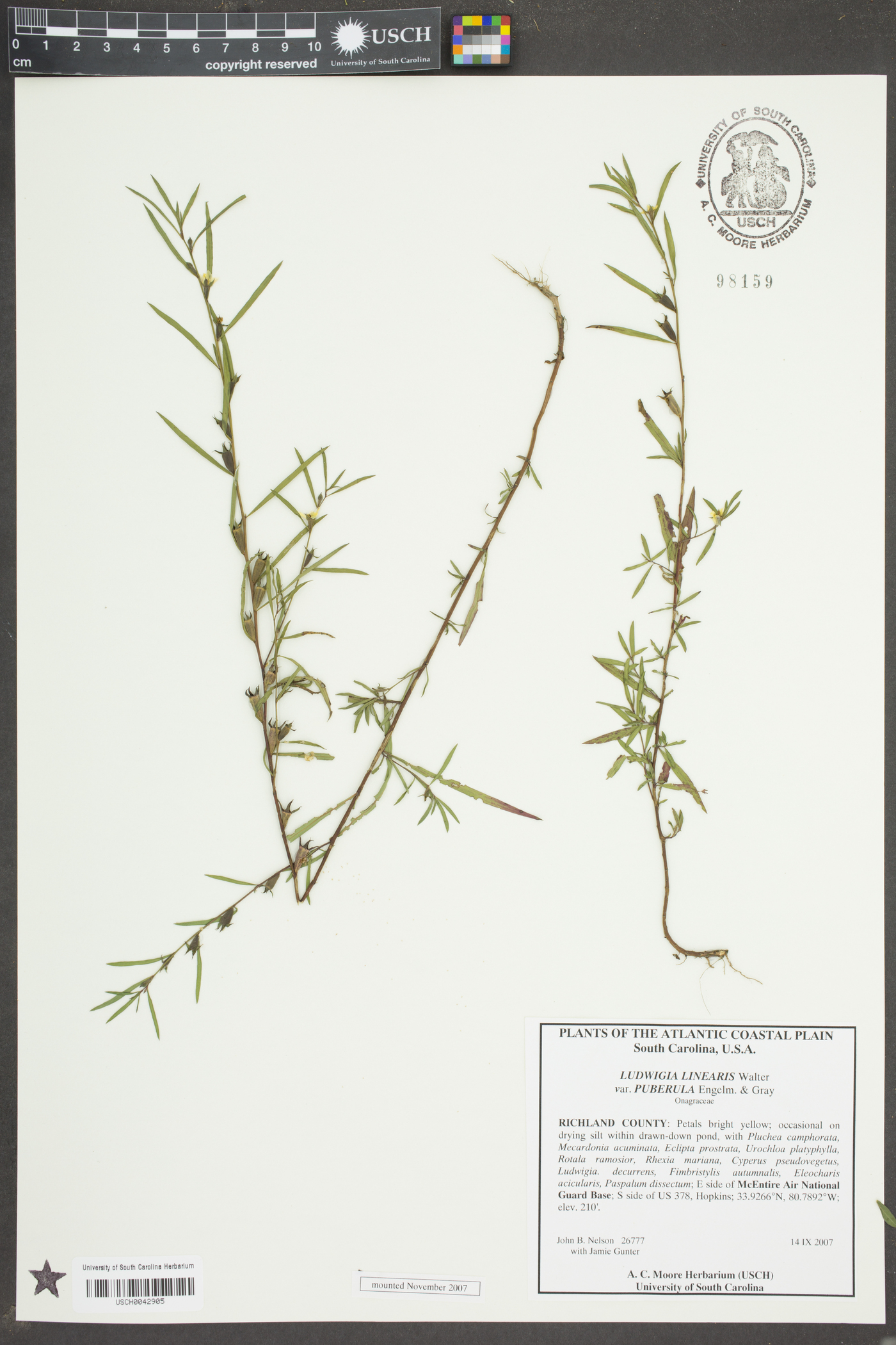 Ludwigia linearis var. puberula image