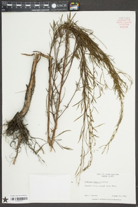 Ludwigia linearis image