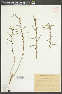 Ludwigia linearis image