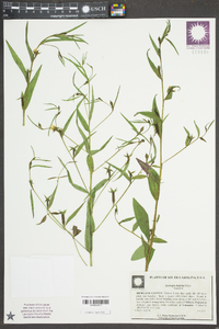 Ludwigia linifolia image