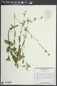 Ludwigia maritima image