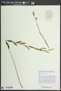 Ludwigia maritima image