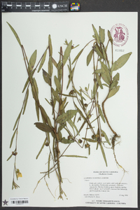 Ludwigia maritima image