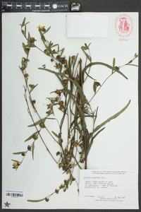 Ludwigia maritima image