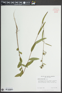 Ludwigia maritima image