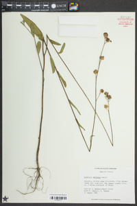 Ludwigia maritima image