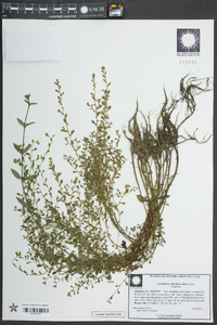 Ludwigia microcarpa image