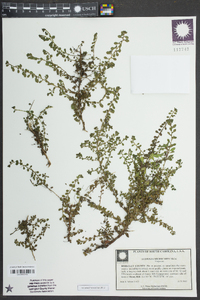 Ludwigia microcarpa image