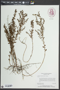 Ludwigia microcarpa image