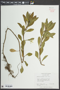 Ludwigia peploides image