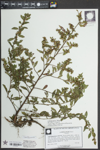 Ludwigia pilosa image