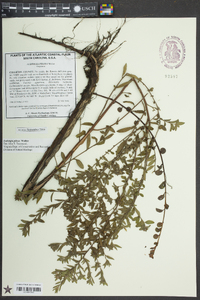 Ludwigia pilosa image