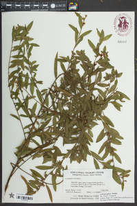 Ludwigia pilosa image