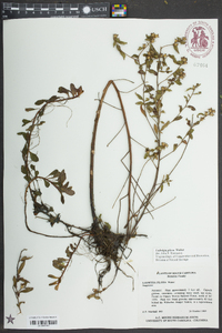 Ludwigia pilosa image