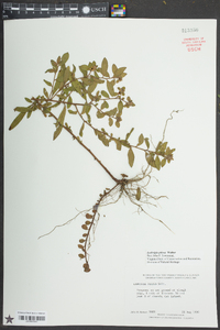 Ludwigia pilosa image