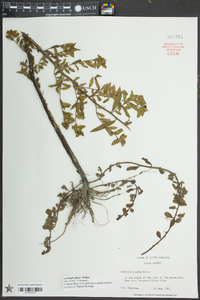 Ludwigia pilosa image