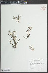 Ludwigia repens image